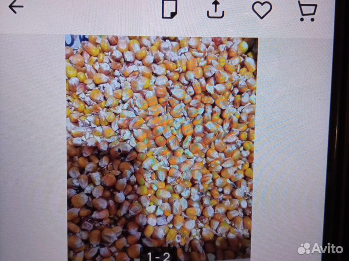 Продам кукурузу