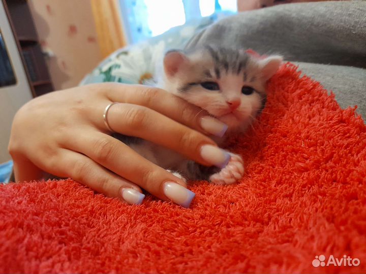 Кошка в дар