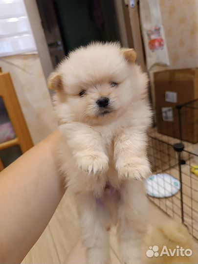 Щенки шпица