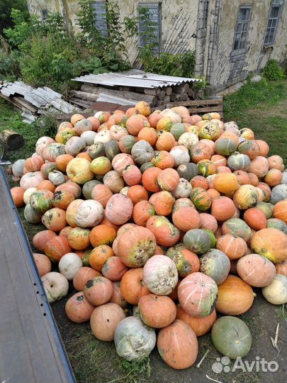 Тыква кормовая яровая