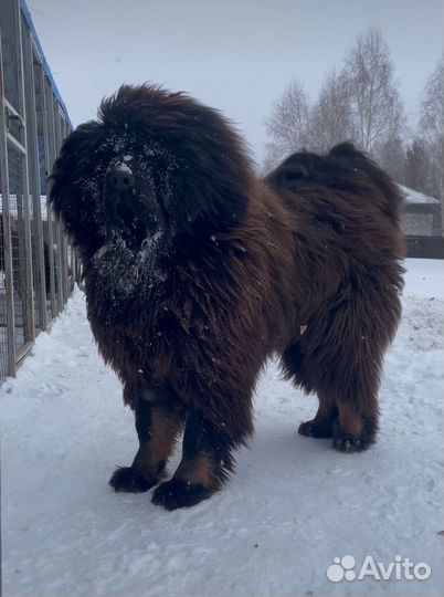 Тибетский мастиф