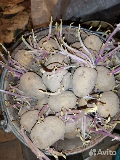 Картошка семенная