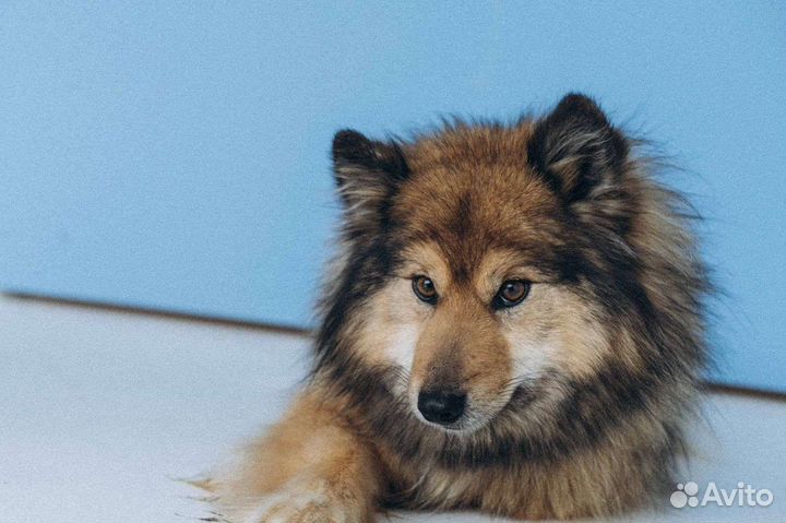 Оленегонная собака в добрые руки