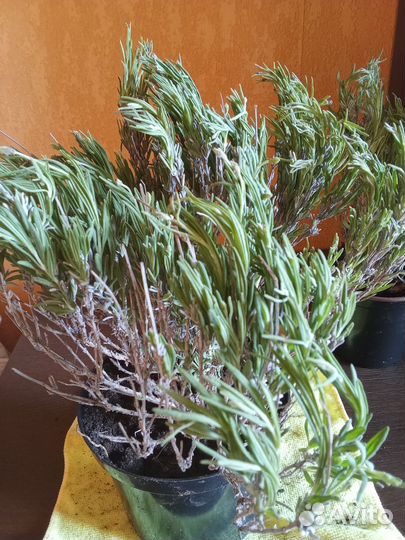 Лаванда синева