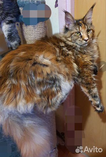 Котята мейн-кун