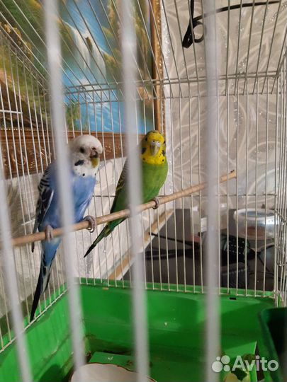 Волнистый попугай