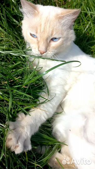 Кот