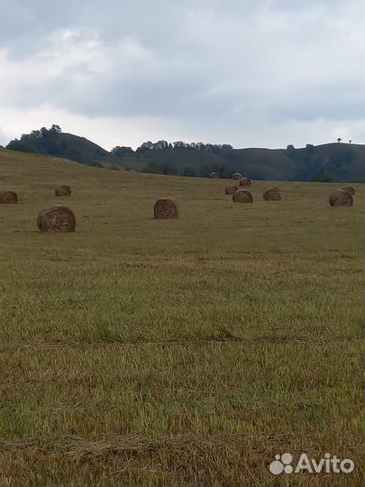 Сено в рулонах