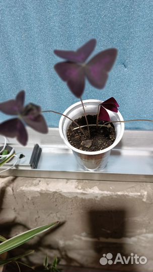 Комнатные цветы