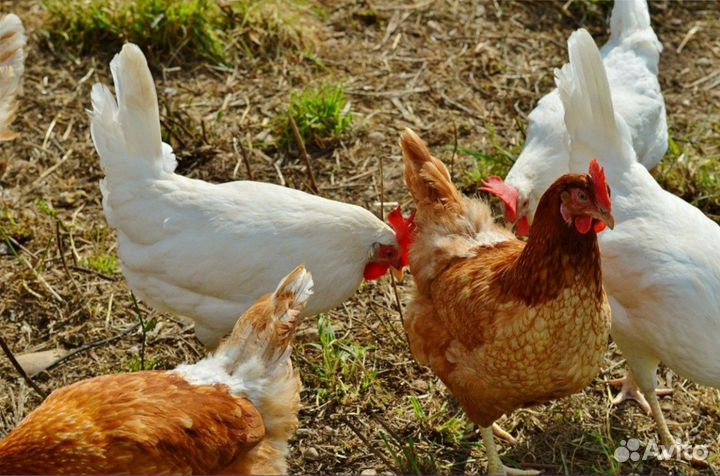 Куры молодки рыжие белые доминанты