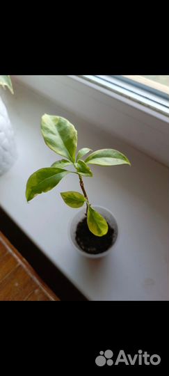 Продам бугенвиллии