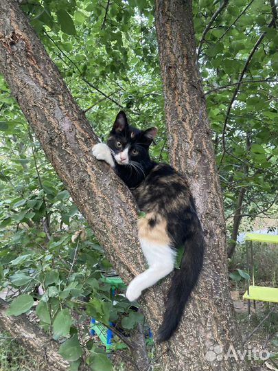 Котенок в добрые руки (девочка)