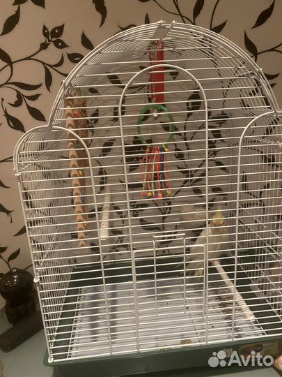 Попугай корелла с клеткой