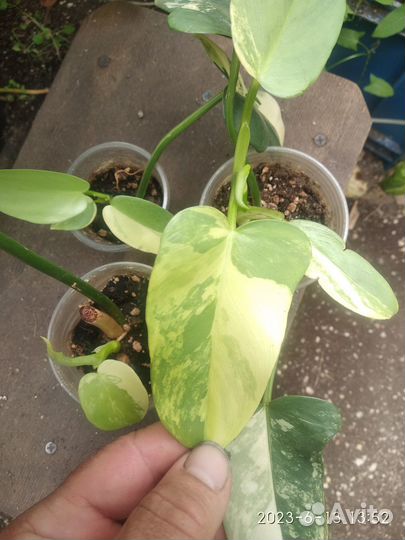 Филодендрон Виолин голд вариегатный Bipennifolium