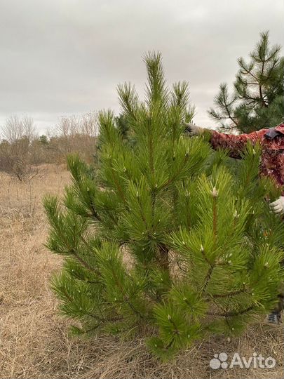 Сосна крымская на новый год