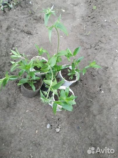 Флокс весенний отводок