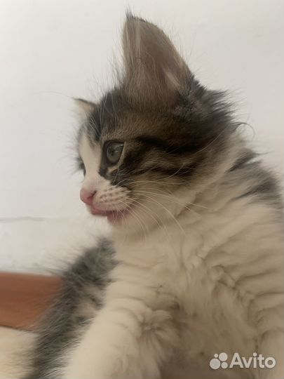 Котенок