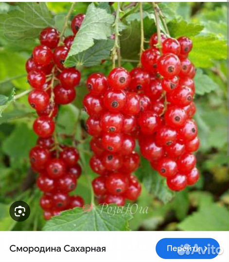 Смородина красная белая черная. Кусты двухлетки