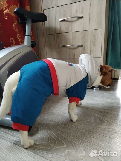 Комбинезон для маленькой собаки