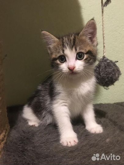 Котенок в добрый руки