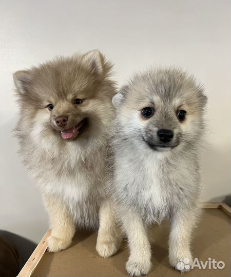 Щенки помски