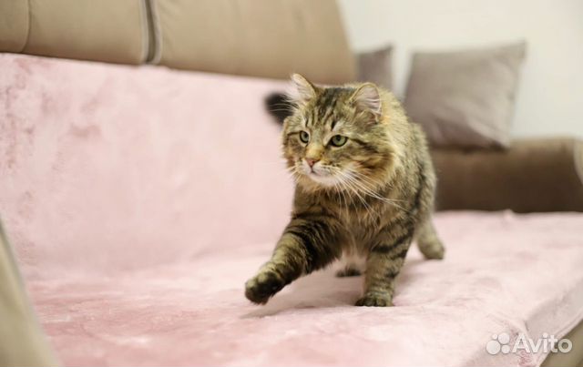 Ласковый кот ищет дом объявление продам