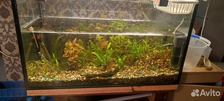 Цветы и аквариумные растения