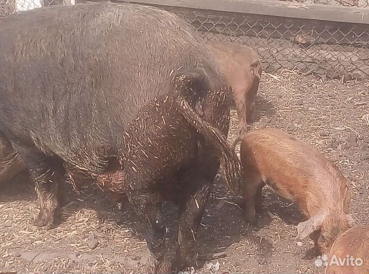 Мангалица +дикий кабан