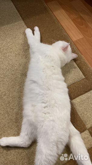 Кошка в дар