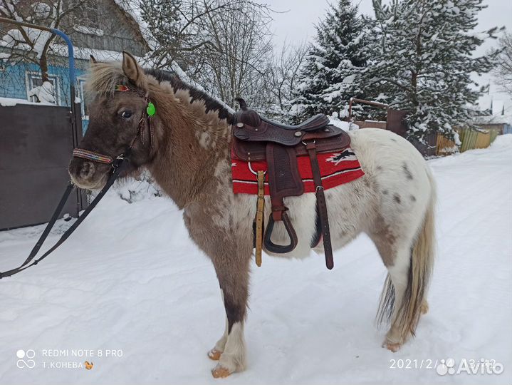 Катание на пони, фотосессии