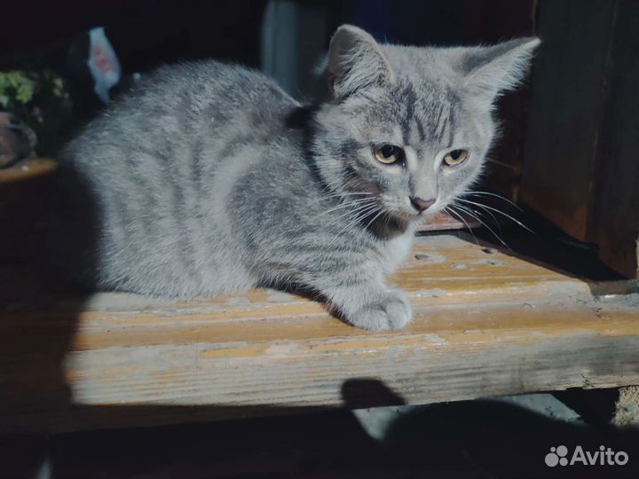 Котики в дар