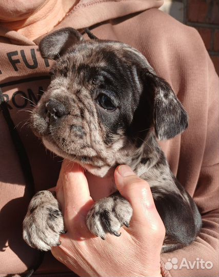 Хрюкалки и пукалки