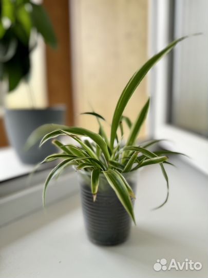 Хлорофитум