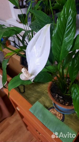 Спатифиллум