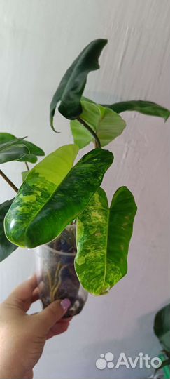Филодендроны разные