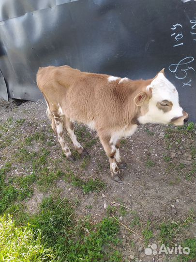 Два бычка одна тёлка