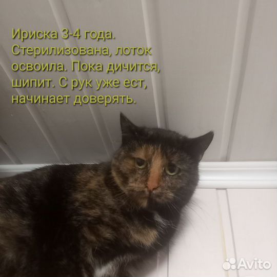 Кошки ищут дом