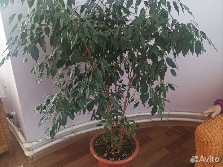 Фикус бенджамина большой