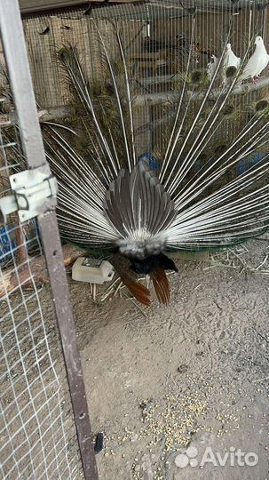 Павлины самец и самка