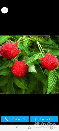 Малина тибетская