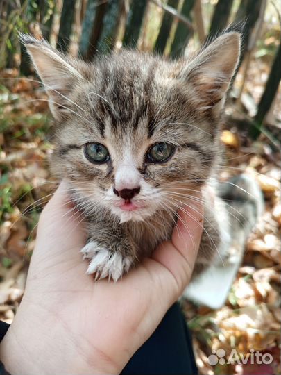 Котята в добрые руки бесплатно