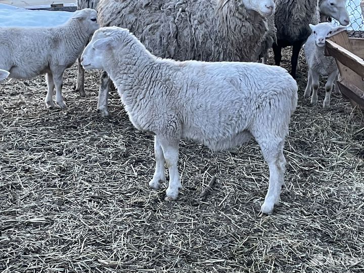 Ягнята барашки