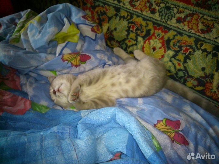 Вязка Шотландский вислоухий кот