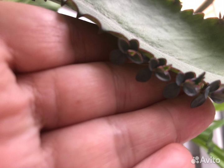 Каланхоэ лечебное