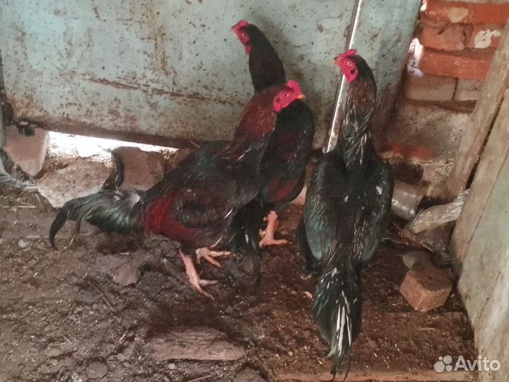 Бойцовые петухи