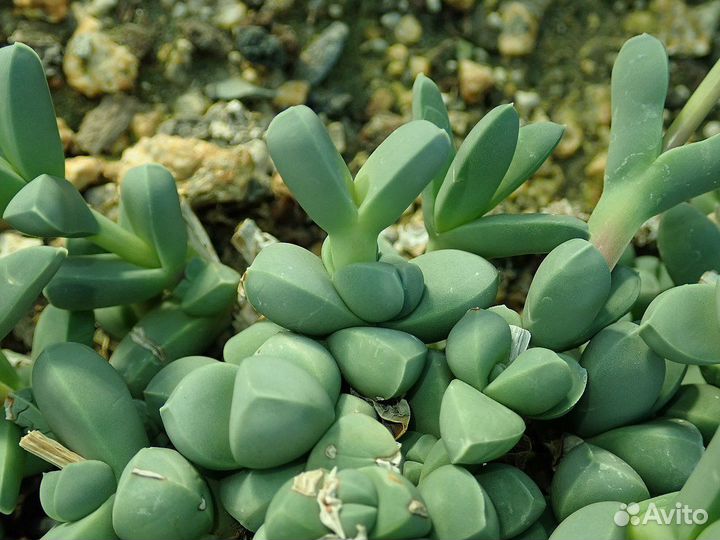 Суккулент Корпускулярия Леманна