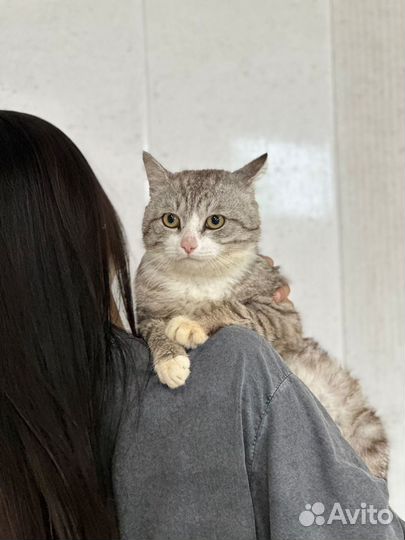 Котики с приюта