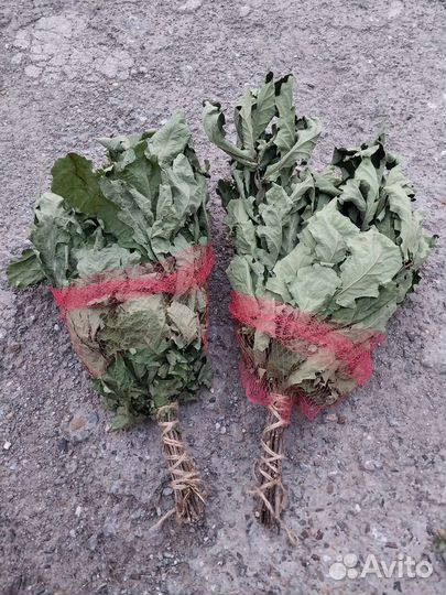 Веники дубовые