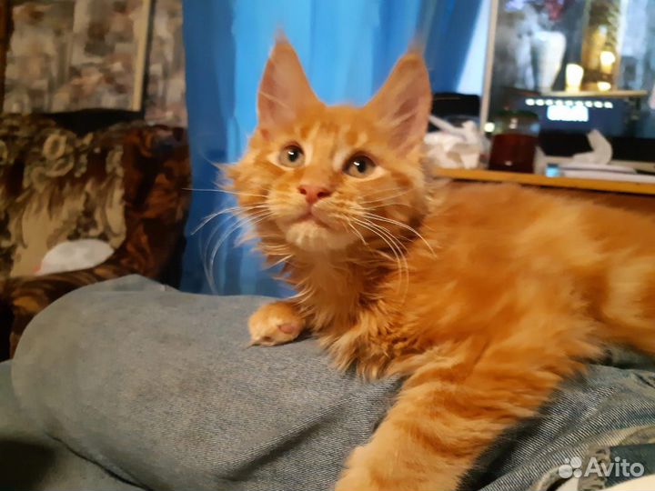 Продажа котят