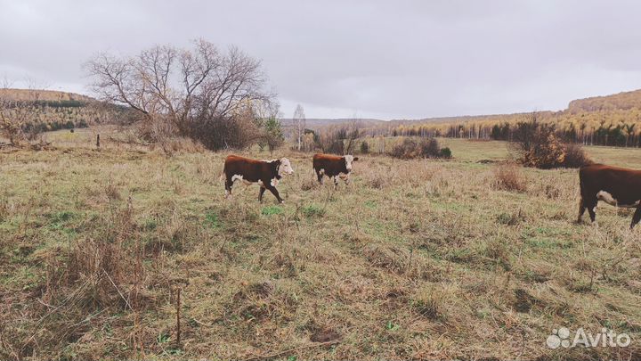 Телята бычки телки